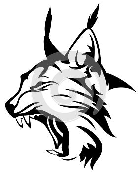 Lynx head photo