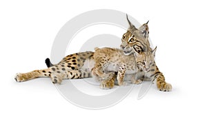 Lynx and her cub