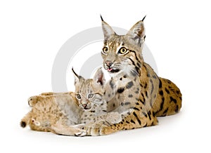 Lynx and her cub