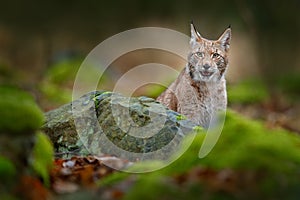 Lynx hidden in the green stone in forest. Lynx, Eurasian wild cat walking. Beautiful animal in the nature habitat, Sweden. Lynx cl