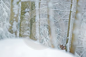 Lynx hidden in snow forest. Eurasian Lynx in winter. Wildlife scene from Czech nature. Snowy cat in nature habitat. Bobcat in natu