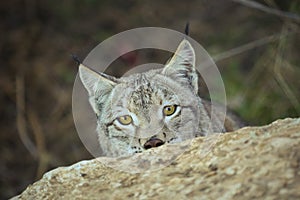 Lynx hiding