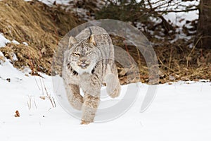 Lynx on hunt for prey