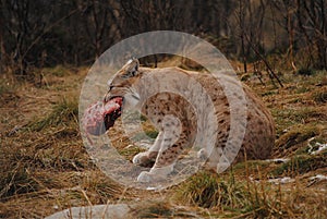 A lynx and its food