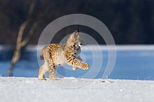 Lynx jump. Young Eurasian lynx, Lynx lynx, running on snowy meadow in frosty morning. Pure winter fun of beautiful animal