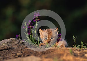 Lynx Kitten in Purple Wildflowers