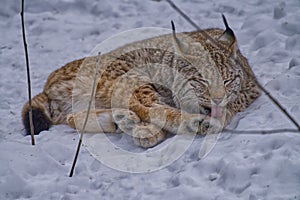 the lynx is laying down with his tongue out in the snow