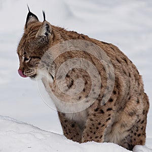 Lynx licks yourself sitting on snow