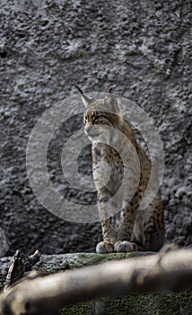 Lynx in captivity