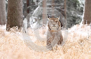 Lynx looking