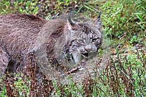 A lynx looks at the camera during summer