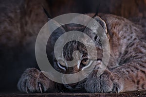 Lynx lurking in ambush close-up, tense posture, legs with sharp claws