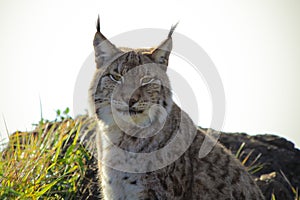 Lynx Lynx