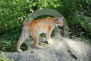 Lynx lynx