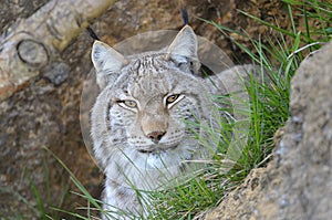 Lynx lynx