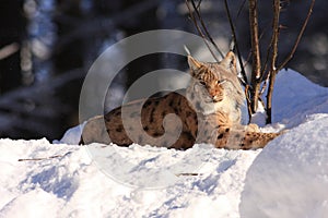 Lynx (Lynx lynx)