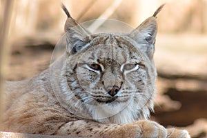 Lynx lynx - mammalia