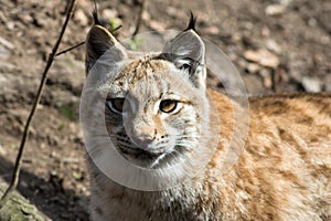 Lynx lynx - mammalia