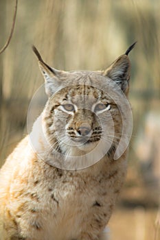 Lynx lynx - mammalia