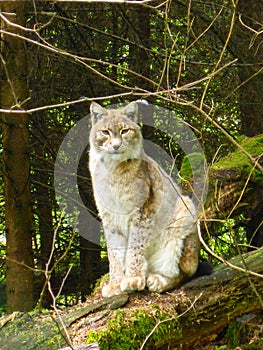 Lynx