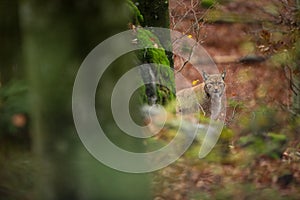 Lynx lynx. The wild nature of the Czech Republic. Free nature.