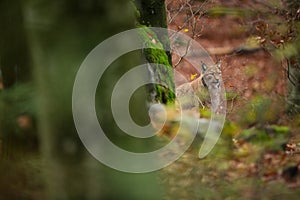 Lynx lynx. The wild nature of the Czech Republic. Free nature.