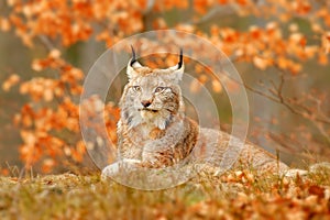 Lynx in orange autumn forest. Wildlife scene from nature. Cute fur Eurasian lynx, animal in habitat. Wild cat from Germany. Wild