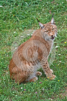 Lynx pardinus