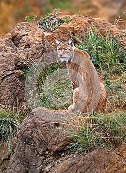 Lynx pardinus
