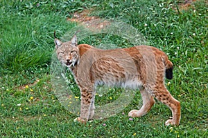 Lynx pardinus