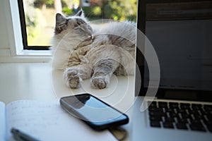 Lynx point ragdoll cat laying on a home office desk behind a laptop