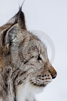 Lynx portrait