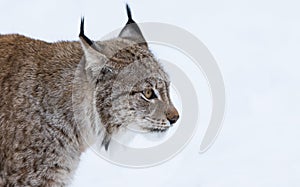 Lynx portrait