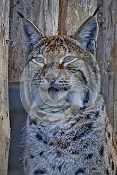 Lynx portrait