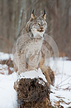 Lynx portrait on log photo