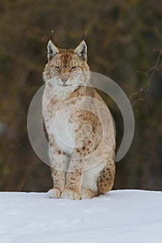 Lynx Portrait