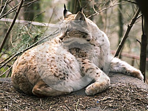 Lynx predator European big cat.