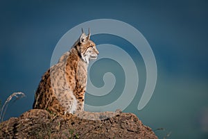 Lynx in profile on rock looking up