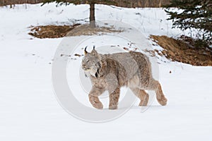 Lynx on prowl