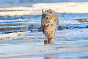 Lynx prowling for prey