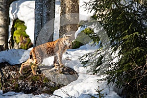 Lynx prowling in the snowy winter forest - National Park Bavarian Forest
