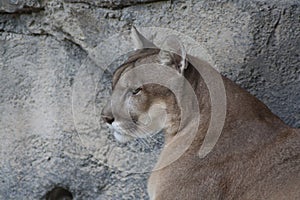 Lynx or Puma, Puma concolor photo