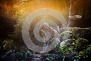 Lynx rests sitting in nature in the forest at the zoo