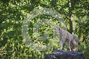 Lynx on a rock