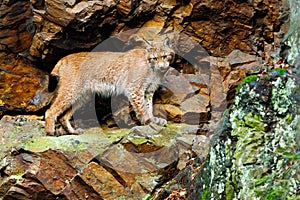 Lynx in the rock. Lynx, Eurasian wild cat walking on green moss stone with green rock in background, animal in the nature
