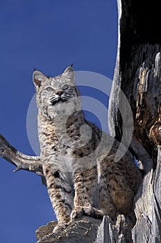 LYNX ROUX BOBCAT lynx rufus