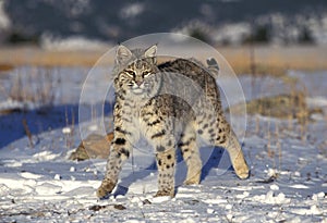 LYNX ROUX BOBCAT lynx rufus