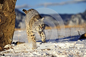 LYNX ROUX BOBCAT lynx rufus