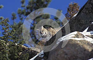 LYNX ROUX BOBCAT lynx rufus