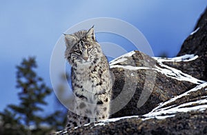 LYNX ROUX BOBCAT lynx rufus